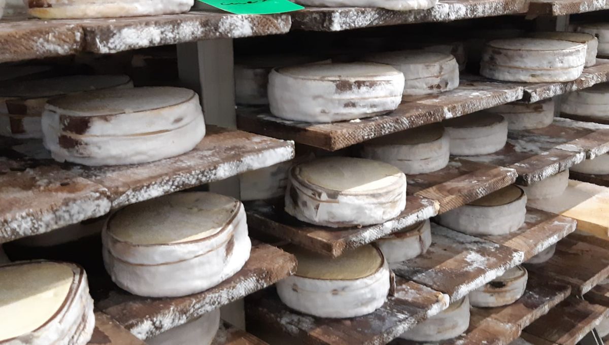 Fabrication Fromage - Fromagerie Pornichet